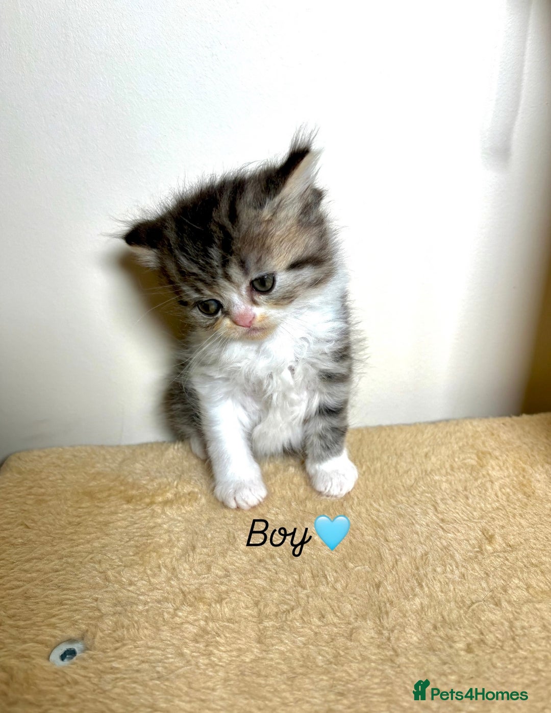 Persian cats for sale: Pure breed Rare Colours Gorgeous Persian Kittens  - Image 4