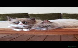 Ragdoll cats for sale: Stunning Seal Mink Mitted Female  - Image 7