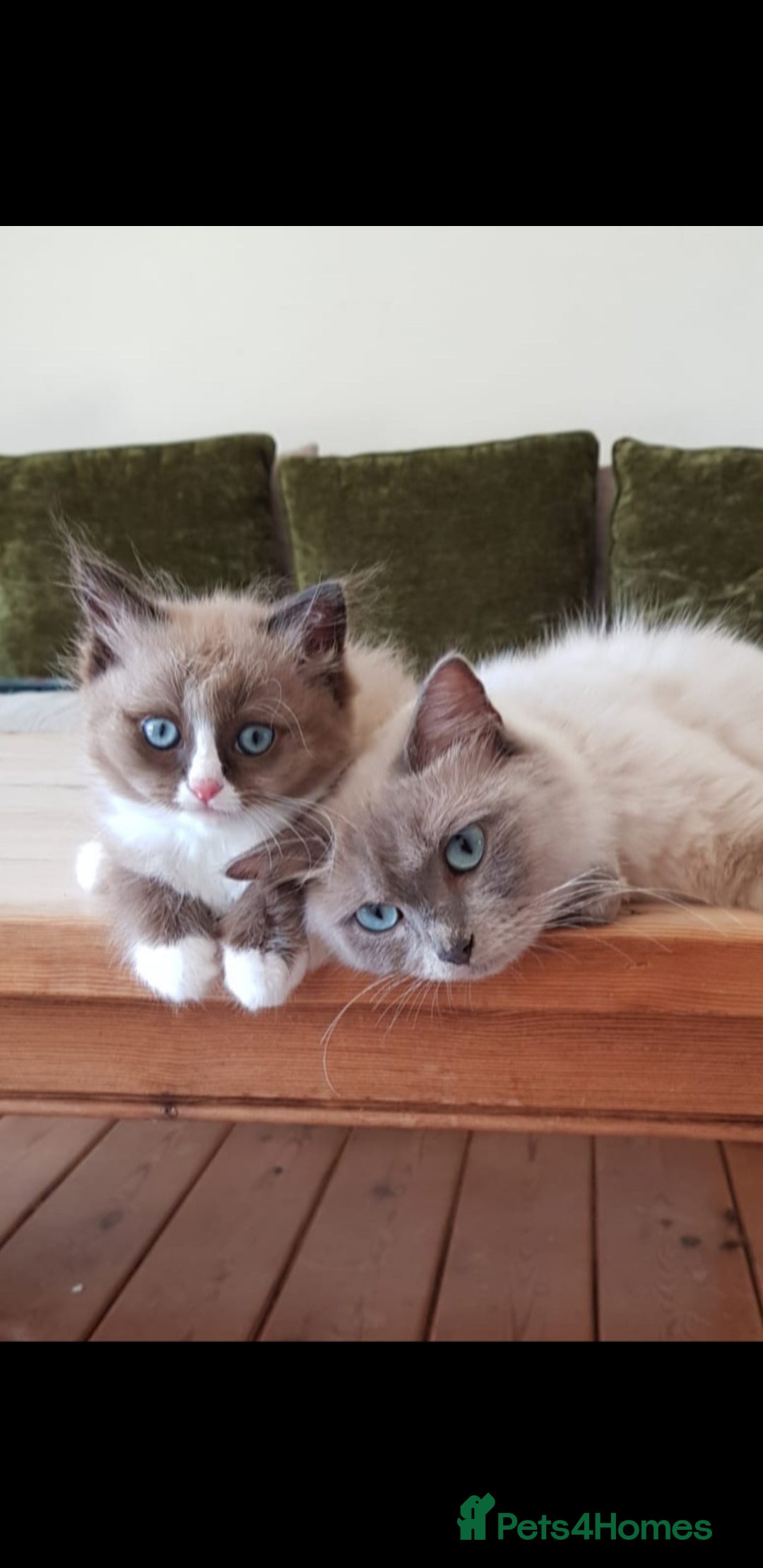 Ragdoll cats for sale: Stunning Seal Mink Mitted Female  - Image 7