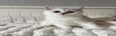 British Shorthair 2