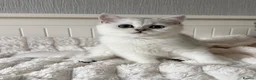 British Shorthair cats for sale: Exceptional Pedigree Silver British shorthairs 🩶 - Advert 25