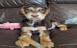Cocker Spaniel dogs for sale: 3 Girls Looking For Loving Homes - Image 6