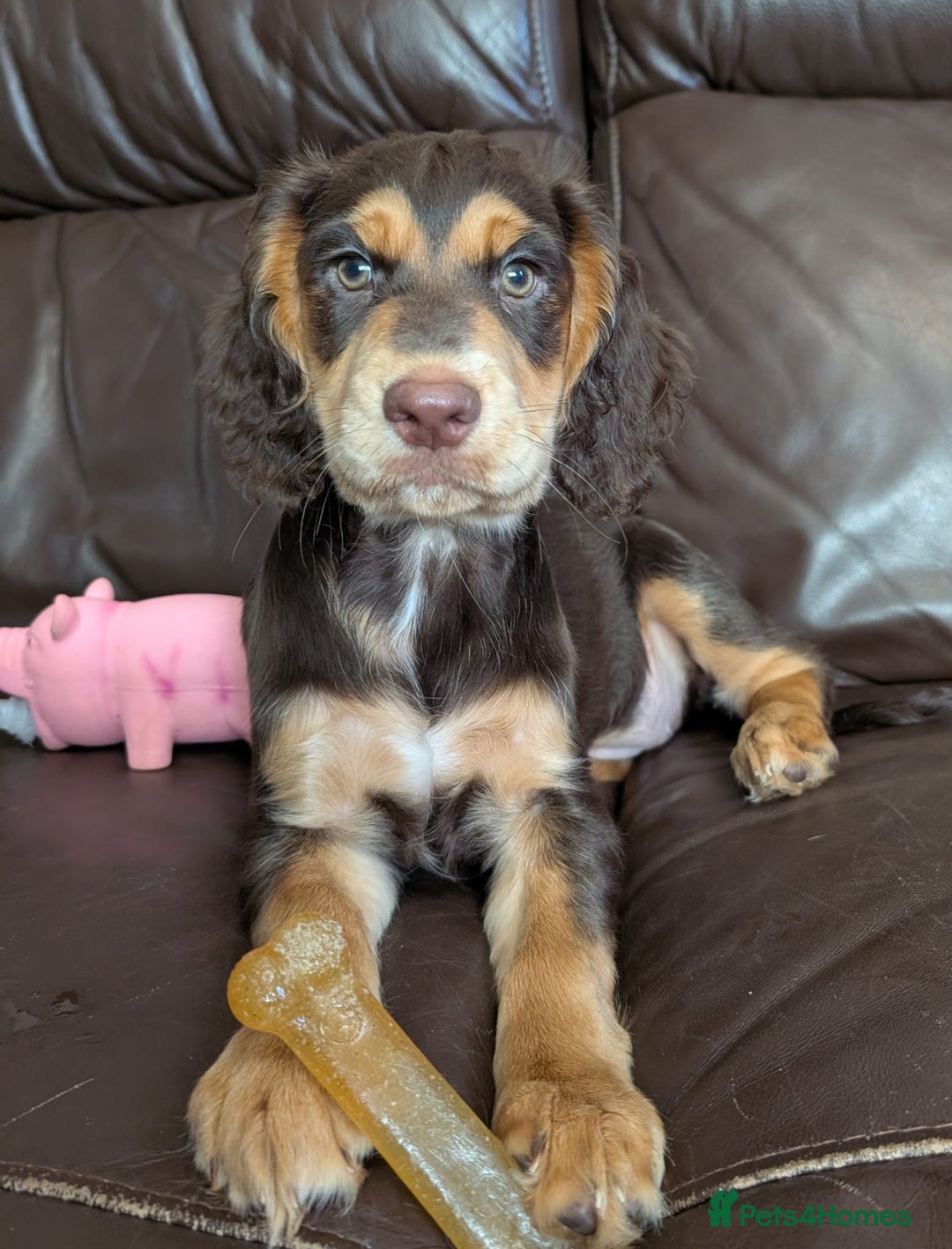 Cocker Spaniel dogs for sale: 3 Girls Looking For Loving Homes - Image 6