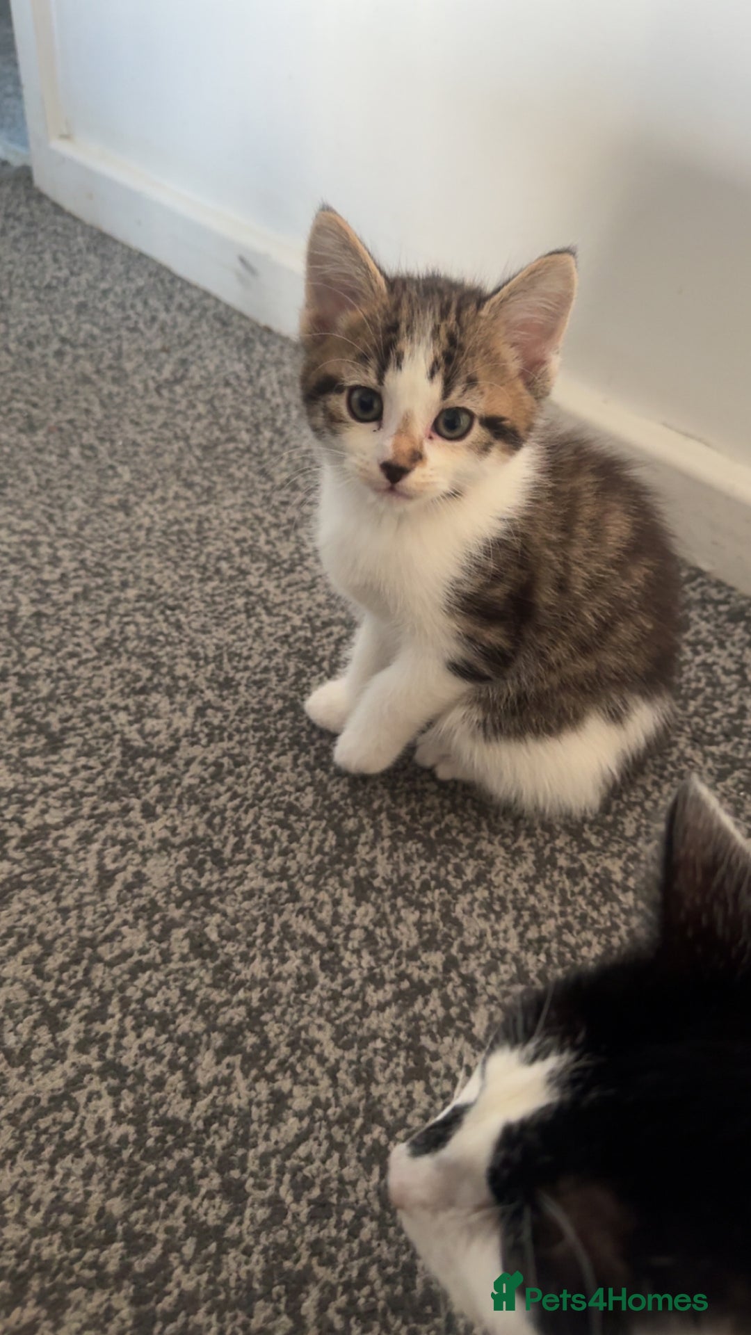 Domestic Shorthair cats for sale: 2 male kittens for sale  - Advert 3