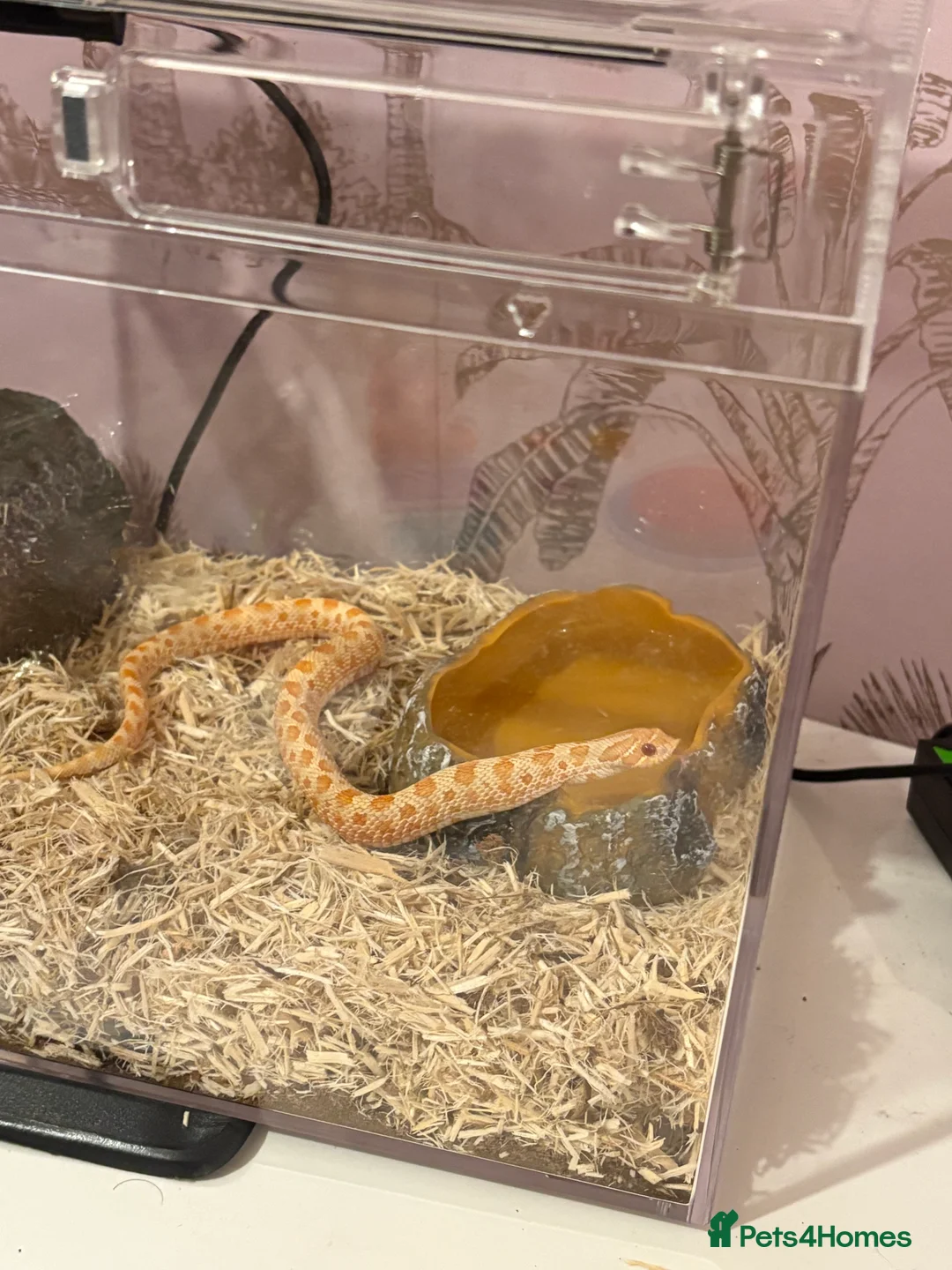 Snake reptiles for sale: Baby Albino Superconda  - Advert 3