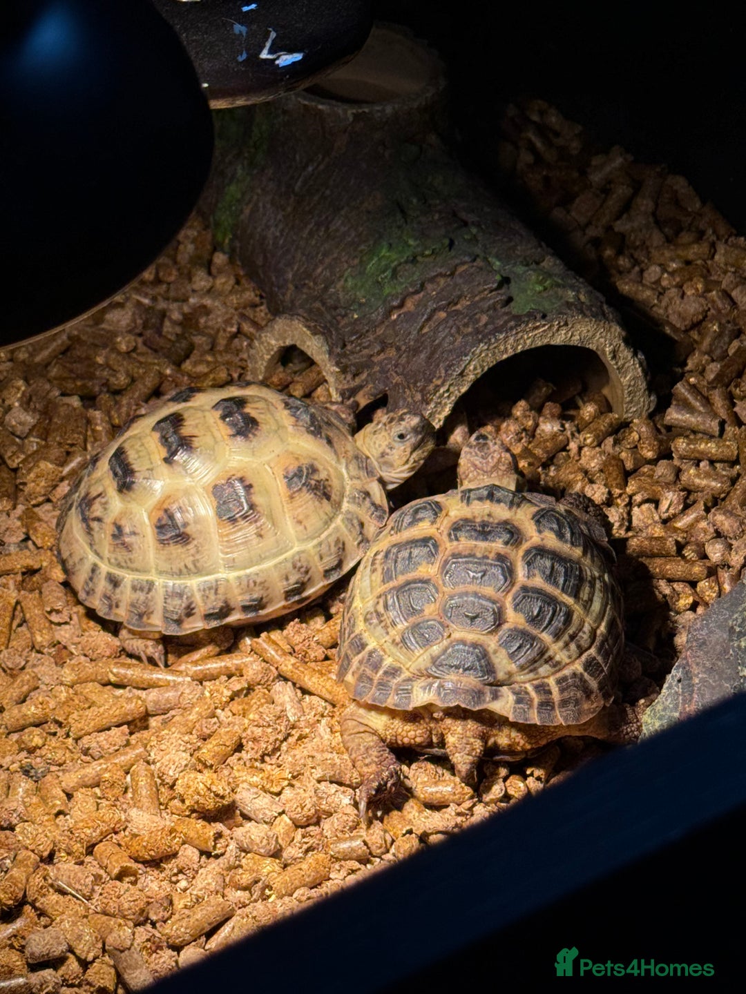 Tortoise reptiles for sale: Male and female horsefield tortoise for sale  - Advert 2
