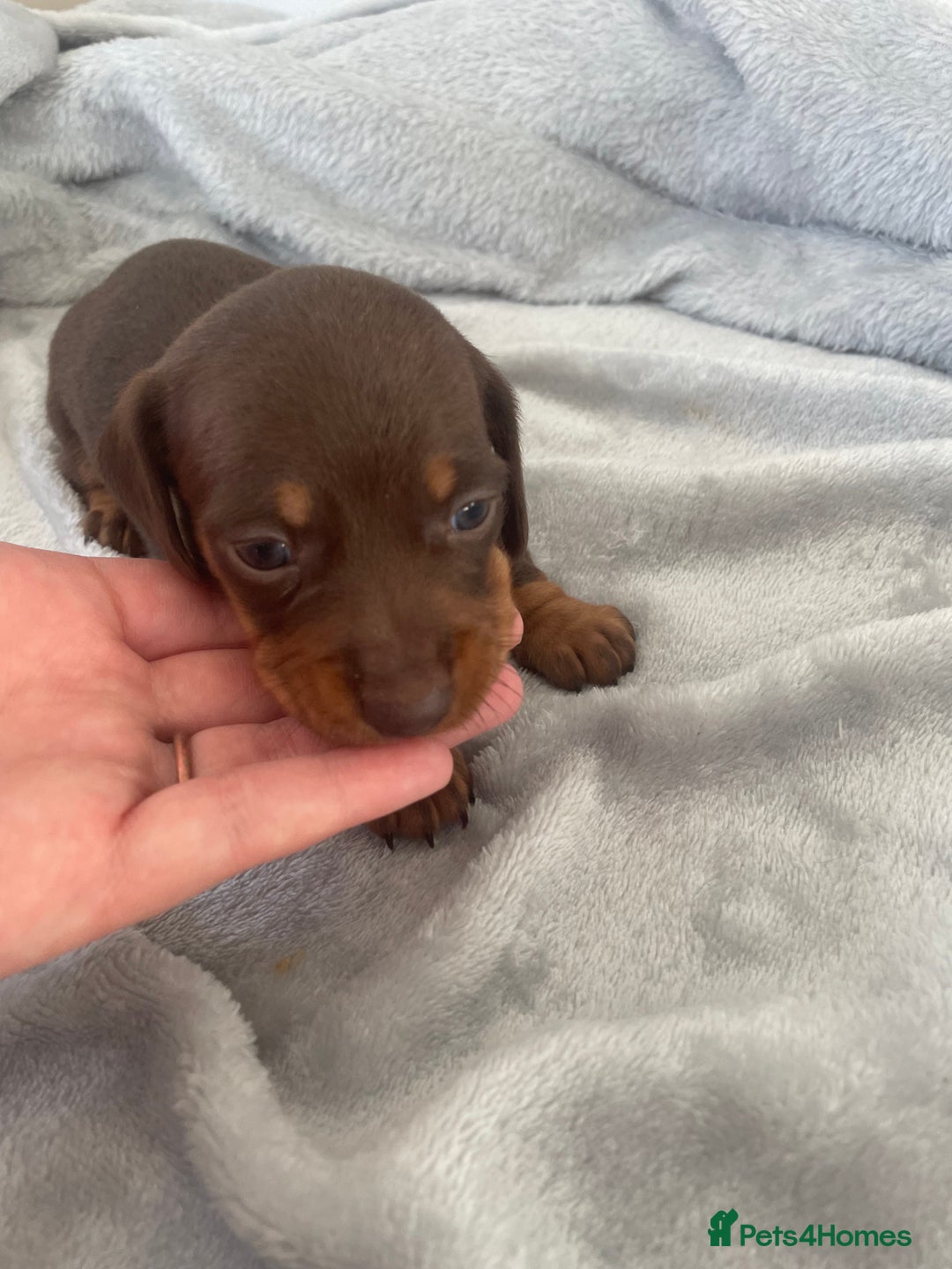 Dachshund dogs for sale: 6 boy dachshund puppies  - Advert 11