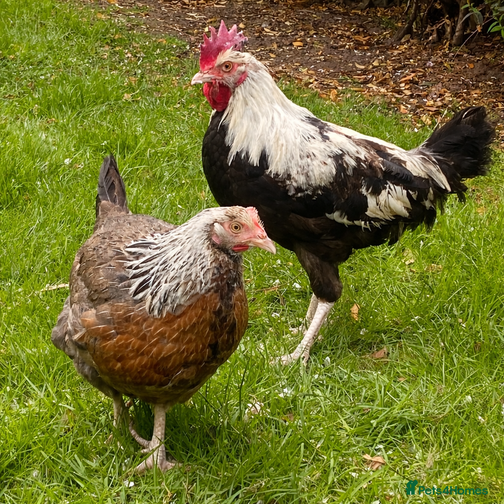 Chickens poultry Pair of Dorking and Cuckoo Chickens £35 pair - Advert 4