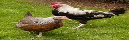 Chickens poultry for sale: Pair of Dorking and Cuckoo Chickens £35 pair - Advert 1