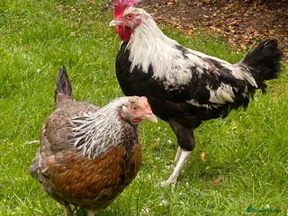 Chickens poultry Pair of Dorking and Cuckoo Chickens £35 pair - Advert 4