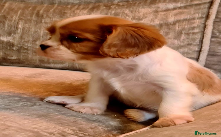 Cavalier King Charles Spaniel dogs - Advert 6