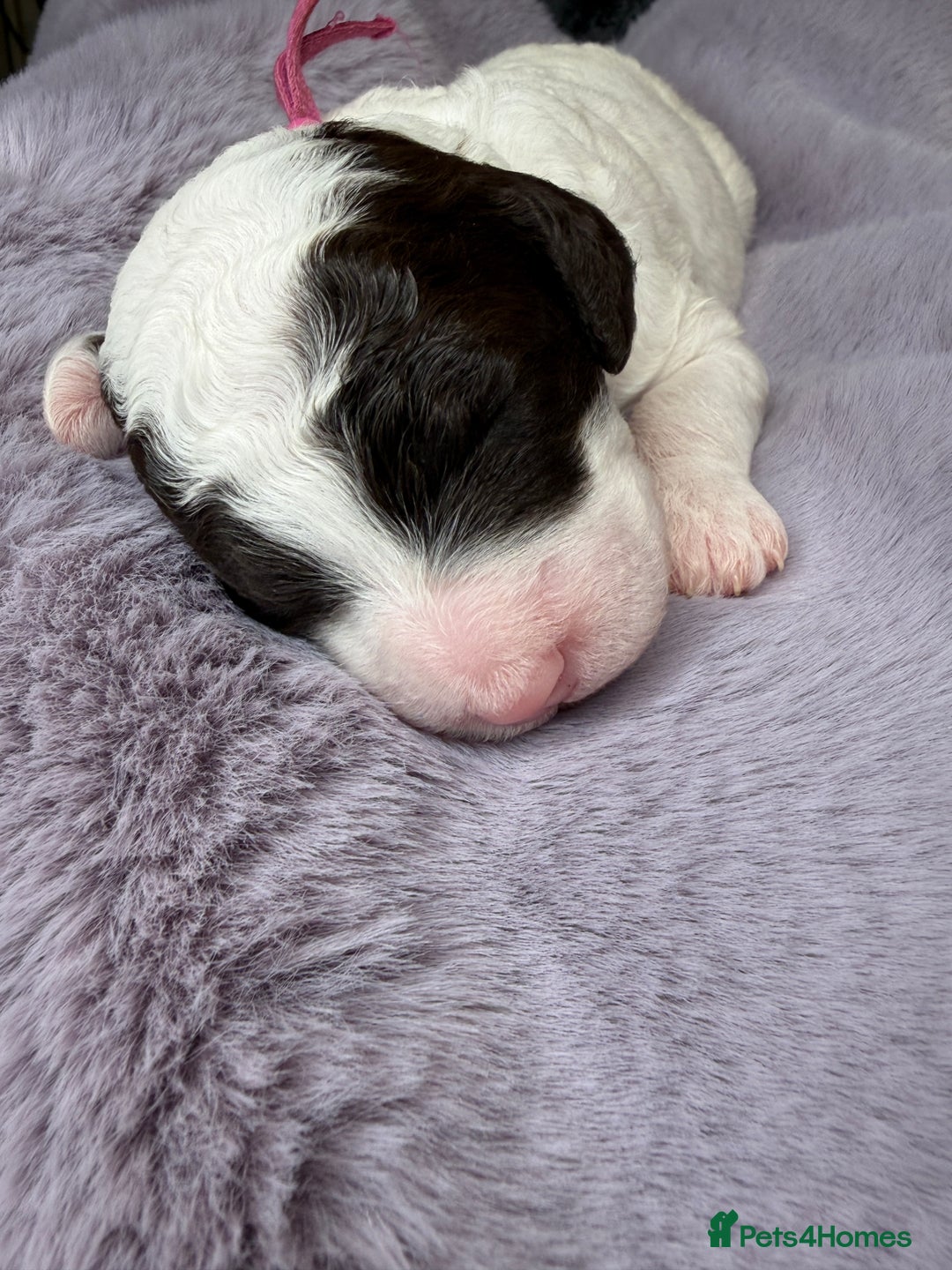 Bernedoodle dogs for sale: Miniature Bernedoodle Puppies - Image 34