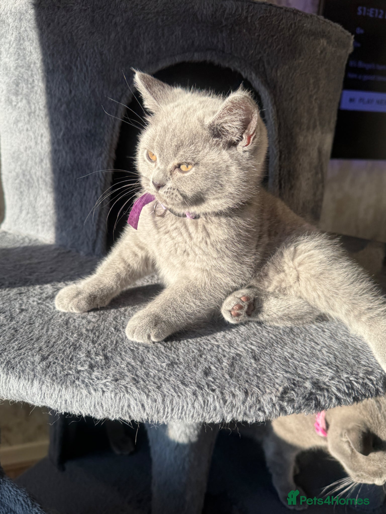 British Shorthair cats for sale: Beautiful British shorthair kittens  - Advert 25