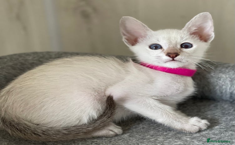 Siamese cats - Advert 1