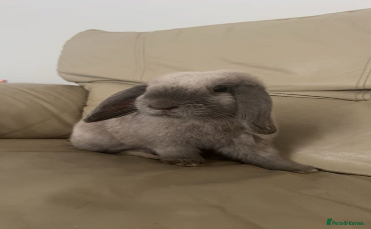 Mini Lop rabbits - Advert 6