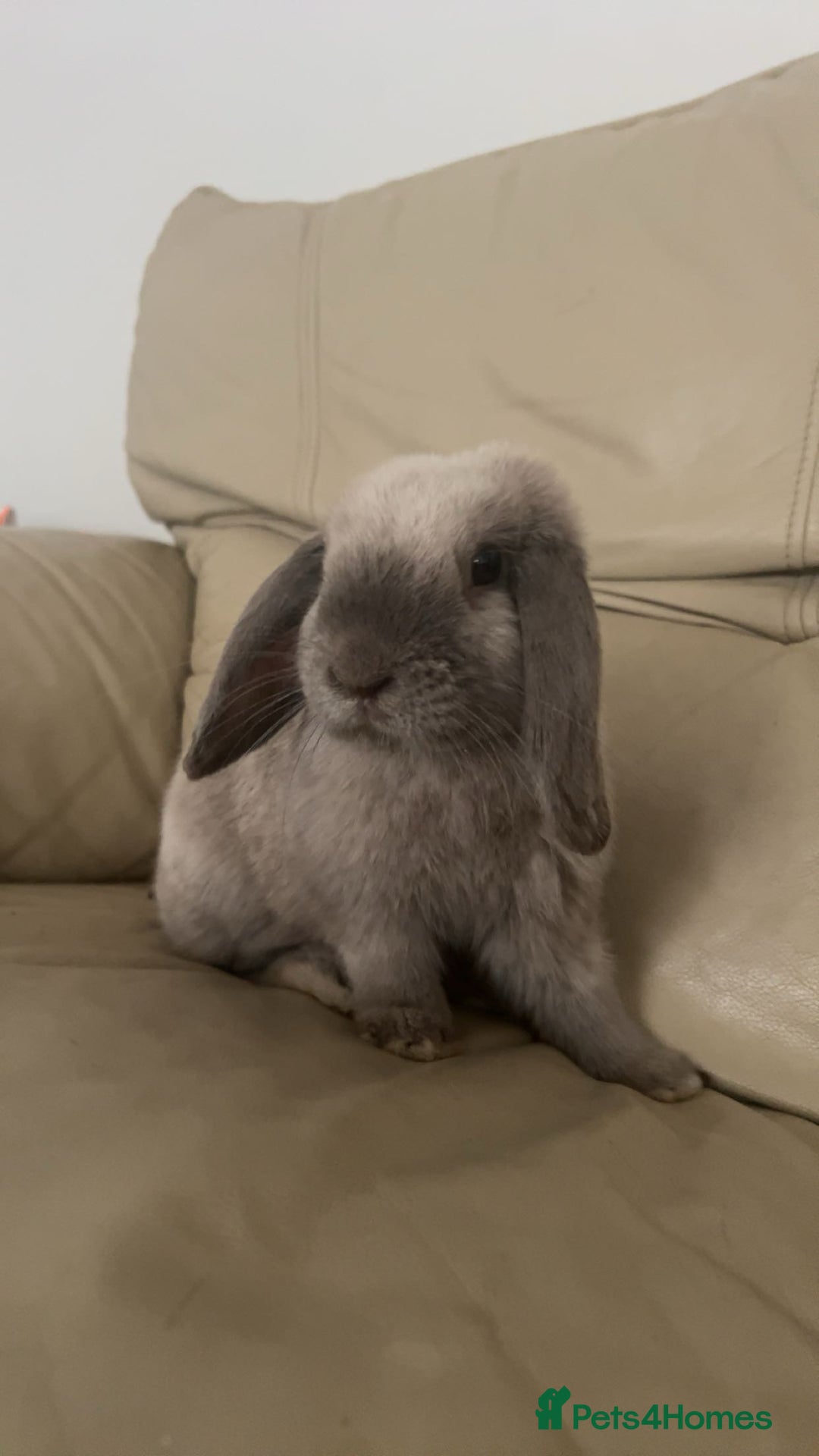 Mini Lop rabbits for sale: lovely male rabbit - Image 1