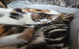 Mixed Breed cats for sale: Premium mixed breed kittens - Image 33