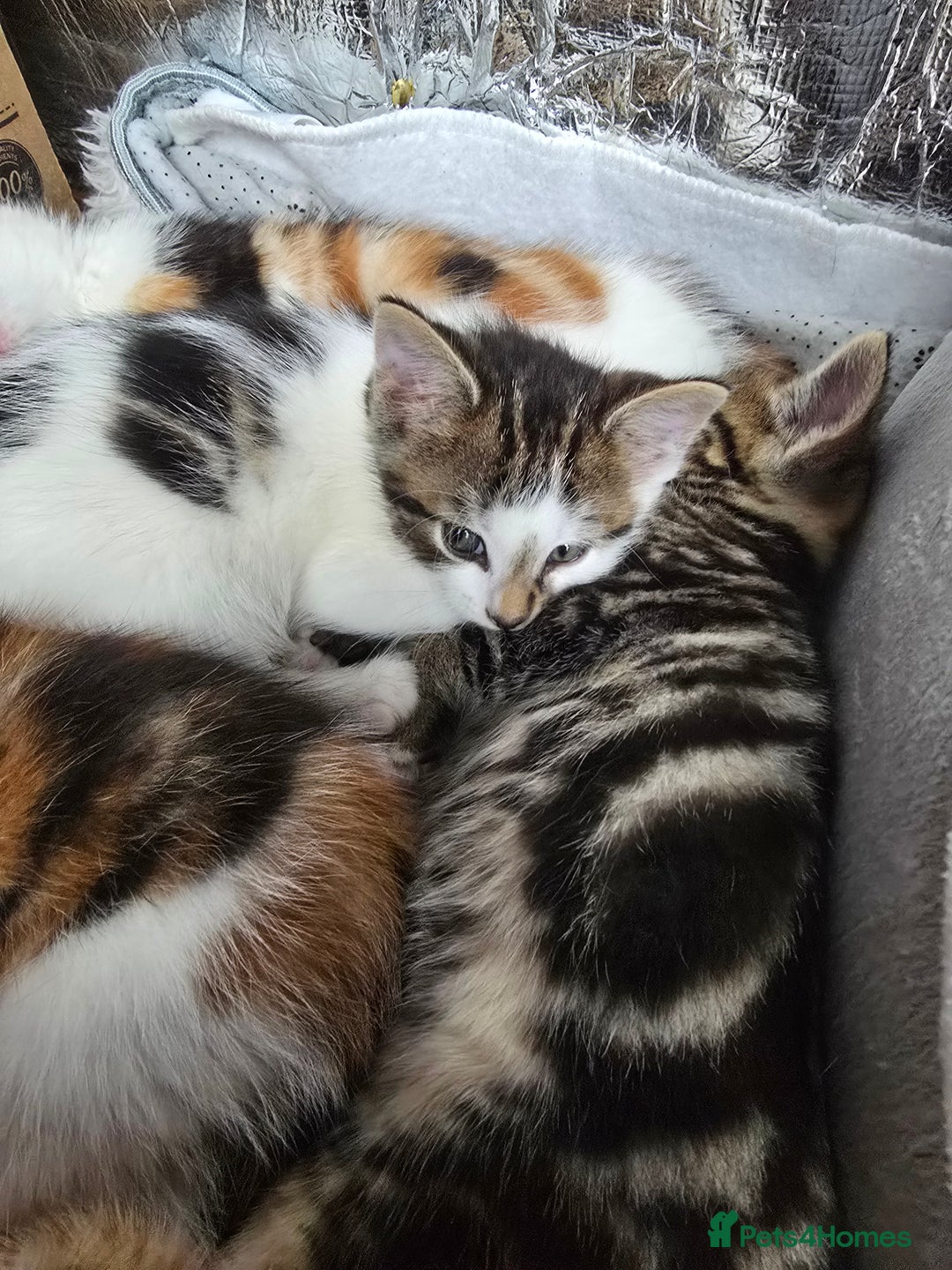 Mixed Breed cats for sale: Premium mixed breed kittens - Image 33
