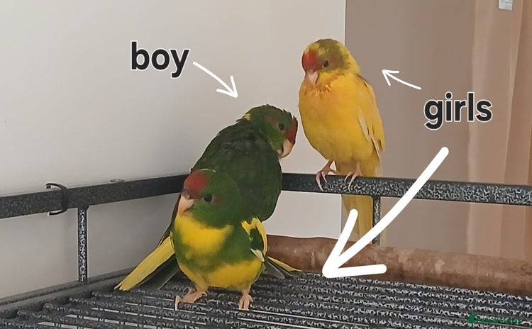Parakeets birds - Advert 3
