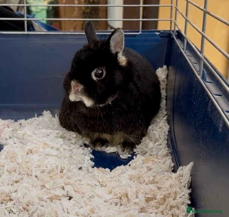 Netherland Dwarf rabbits Urgent Neutered House Black Otter Netherland Dwarf - Advert 9