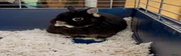 Netherland Dwarf rabbits for sale: Urgent Neutered House Black Otter Netherland Dwarf - Advert 1