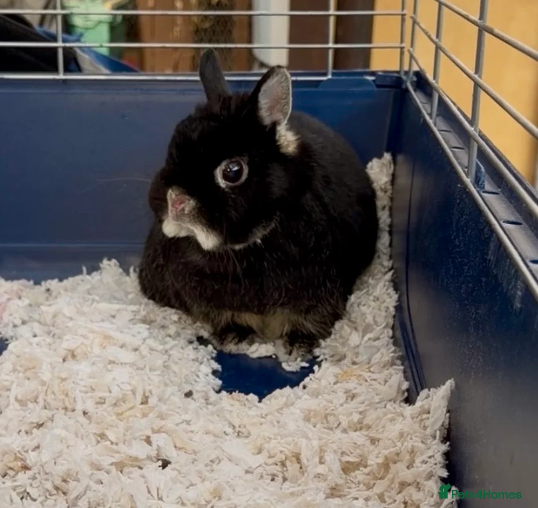 Netherland Dwarf rabbits for sale: Urgent Neutered House Black Otter Netherland Dwarf - Advert 1
