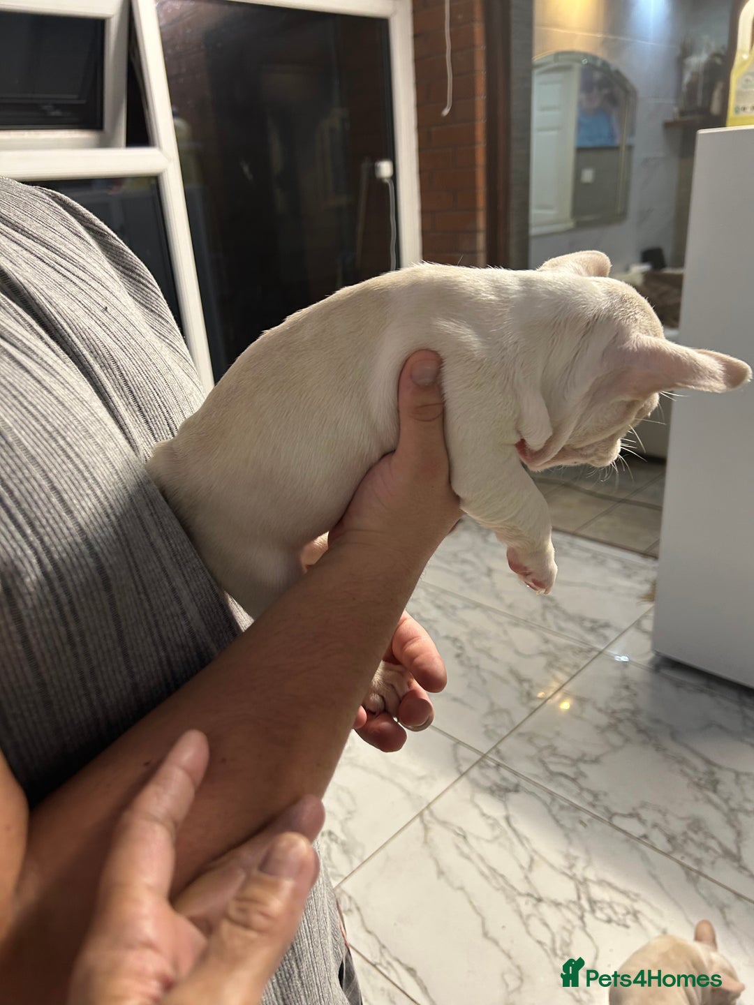 French Bulldog dogs for sale: 3 Extremely beautiful French bull terriers kc reg  - Advert 8