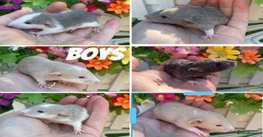 Rat rodents - Advert 7