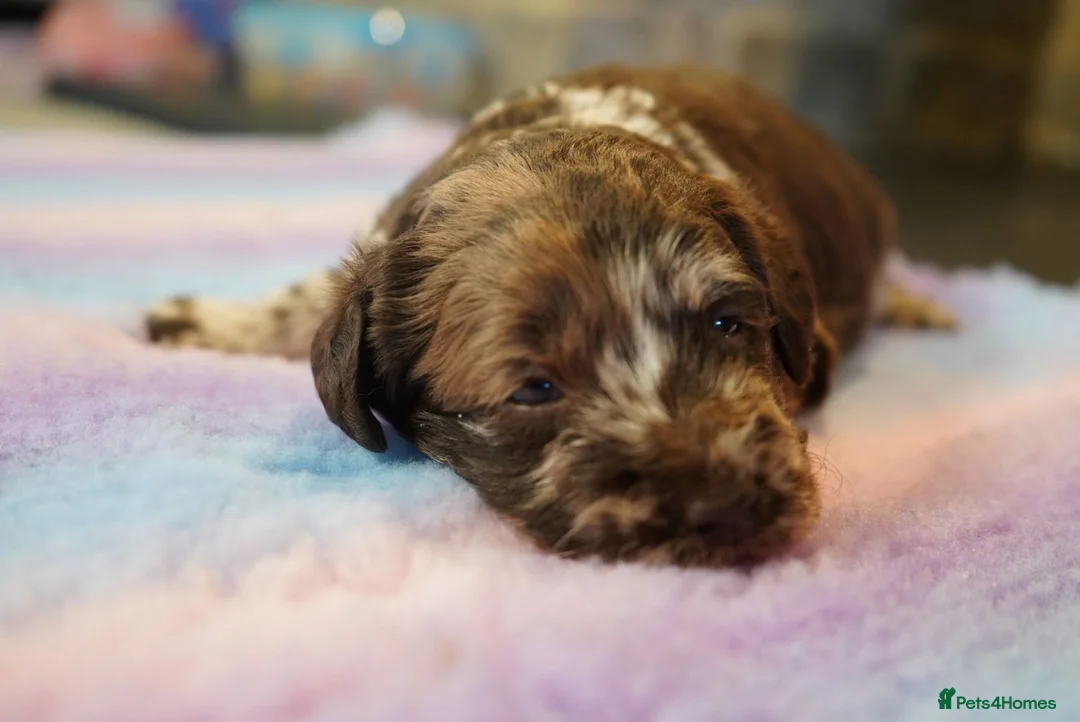 Labradoodle dogs for sale: Chocolate & chocolate Merle Labradoodles 🐾🐾🐾 - Advert 6