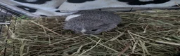 Guinea Pig rodents for sale: Four male guinea pigs - Advert 3