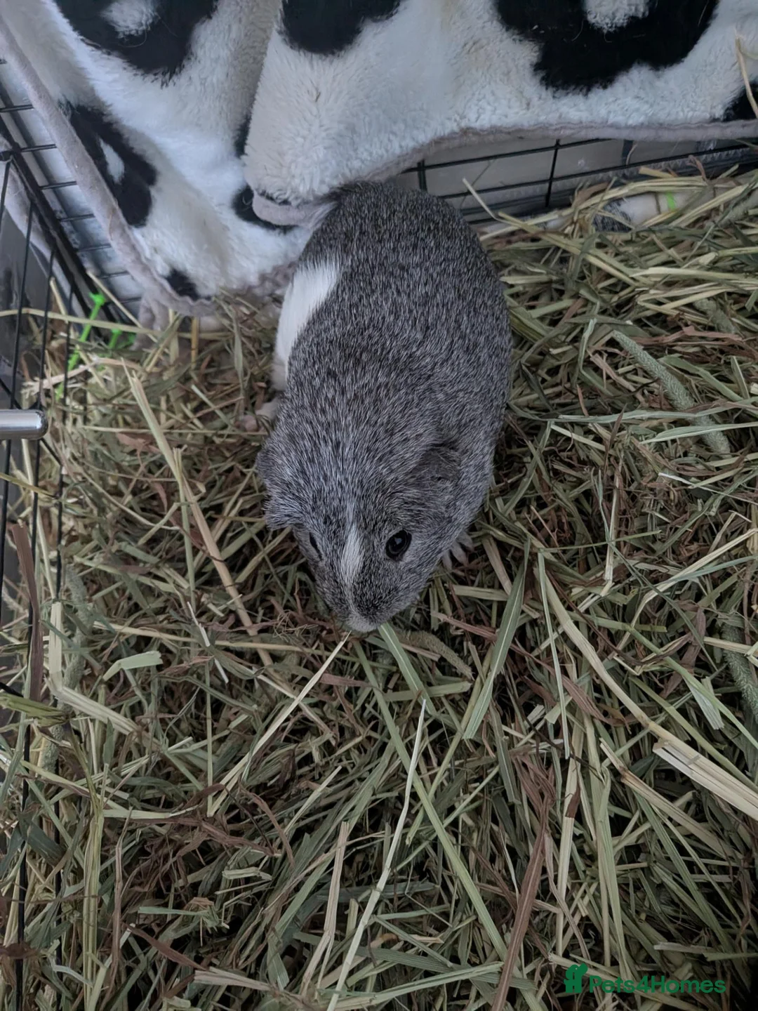 Guinea Pig rodents for sale: Four male guinea pigs - Advert 3