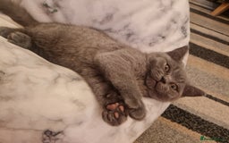 British Shorthair cats for sale: 2 beautiful boys looking for their new family - Image 5