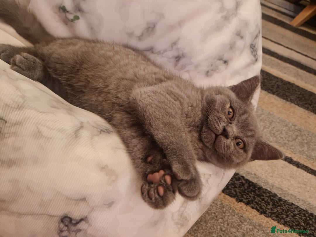 British Shorthair cats for sale: 2 beautiful boys looking for their new family - Image 5