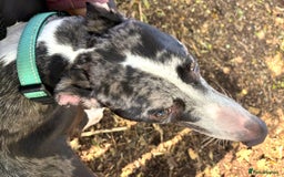 Lurcher dogs for adoption: ARTHUR, young male lurcher in rescue - Image 4