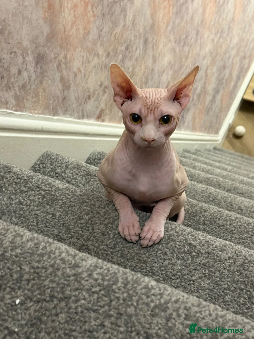 Sphynx cats for sale: Male sphynx cat in Southport - Advert 3