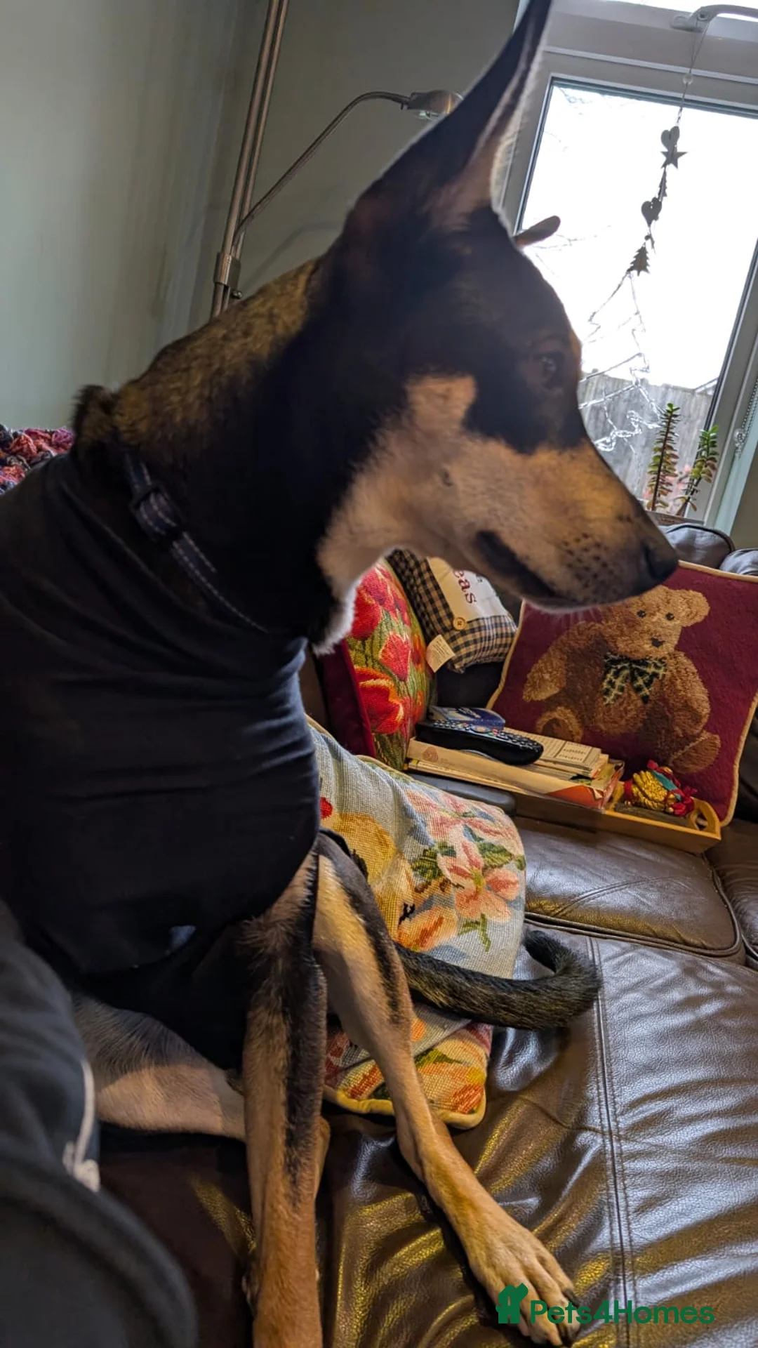 Mixed Breed dogs for adoption: Oreo - very sweet lad - Advert 21