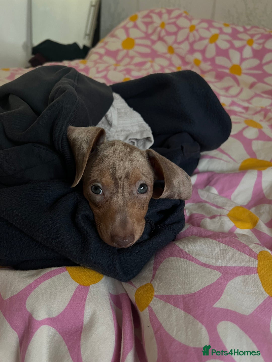 Miniature Dachshund dogs for sale: Miniature Isabella dapple  - Advert 4
