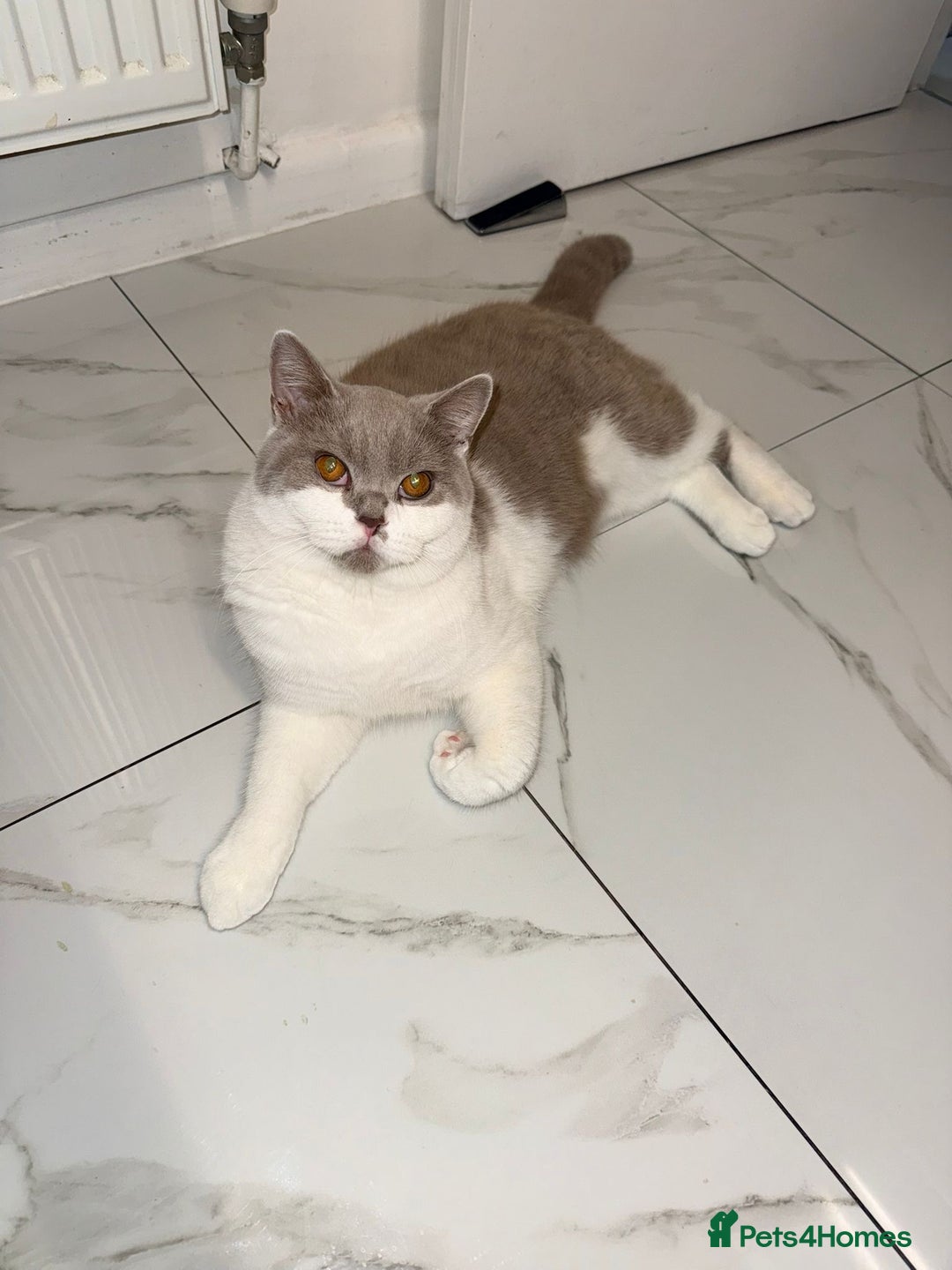 British Shorthair cats for sale: British shorthair 2 kittens - Advert 4