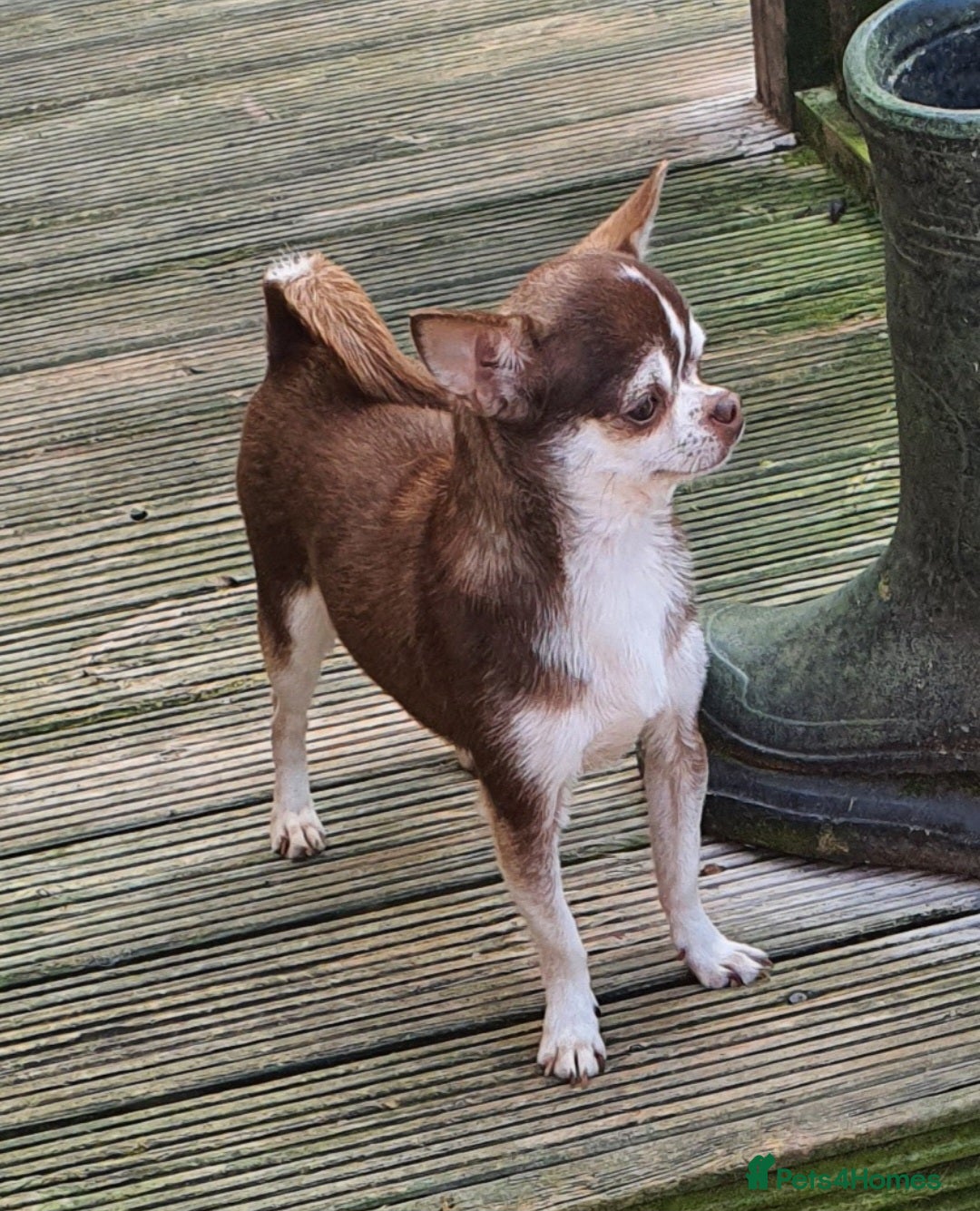 Chihuahua dogs for sale: SmoothCoat Chihuahua  - Advert 1