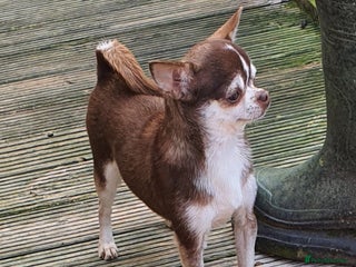 Chihuahua dogs SmoothCoat Chihuahua - Advert 1