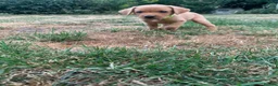 Labrador Retriever dogs for sale:  KC Labrador puppies   - Advert 25