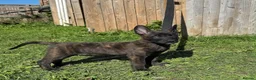 Belgian Shepherd Dog dogs for sale: Very well bred Dutch Herder Male  - Advert 3