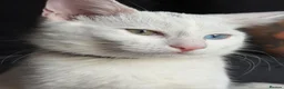 Turkish Angora cats for sale:  Beautiful White Cat  - Advert 4