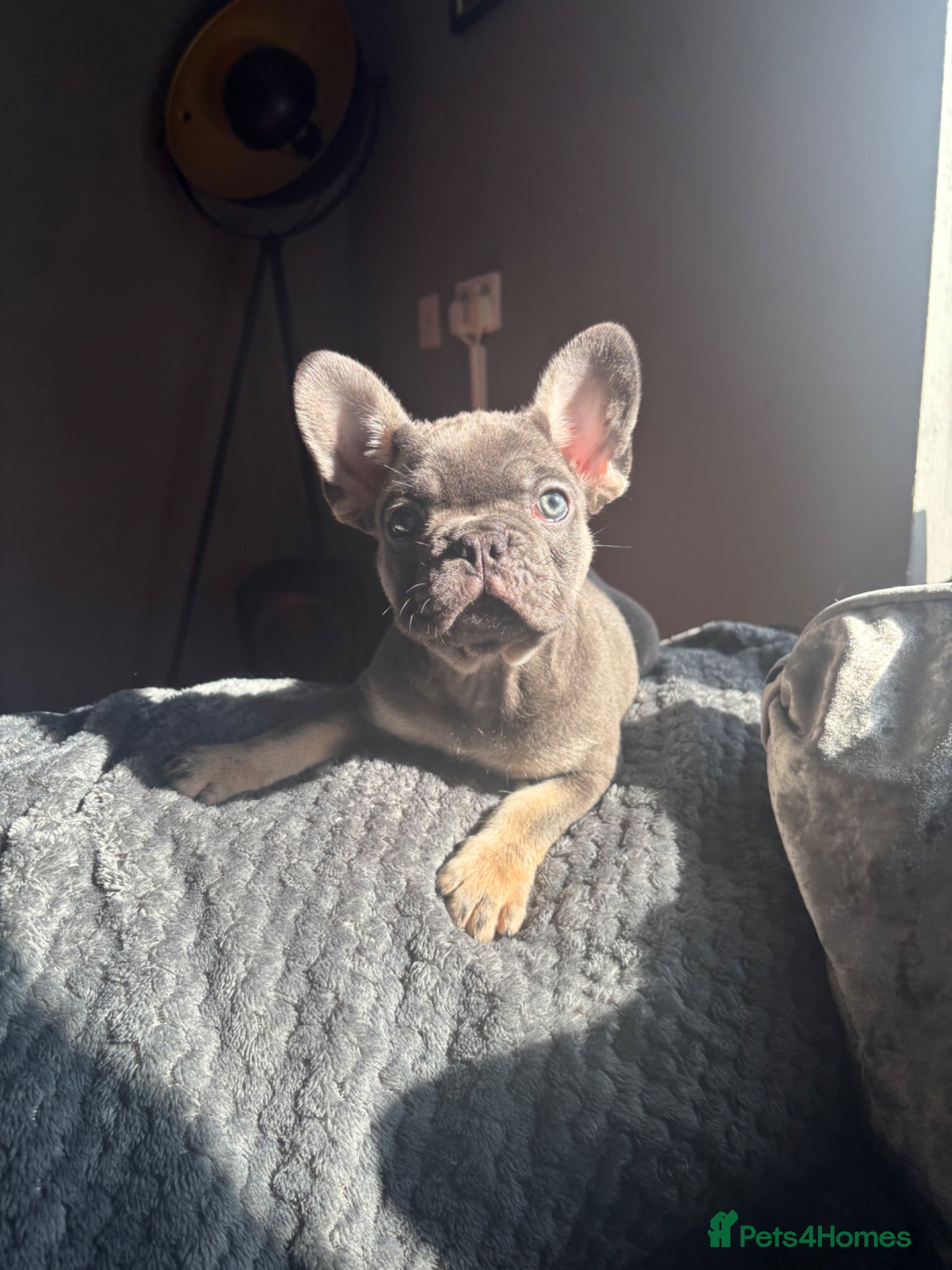 French Bulldog dogs French Bulldogs - Advert 16