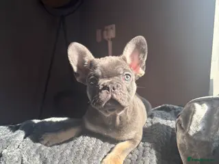 French Bulldog dogs French Bulldogs - Advert 16