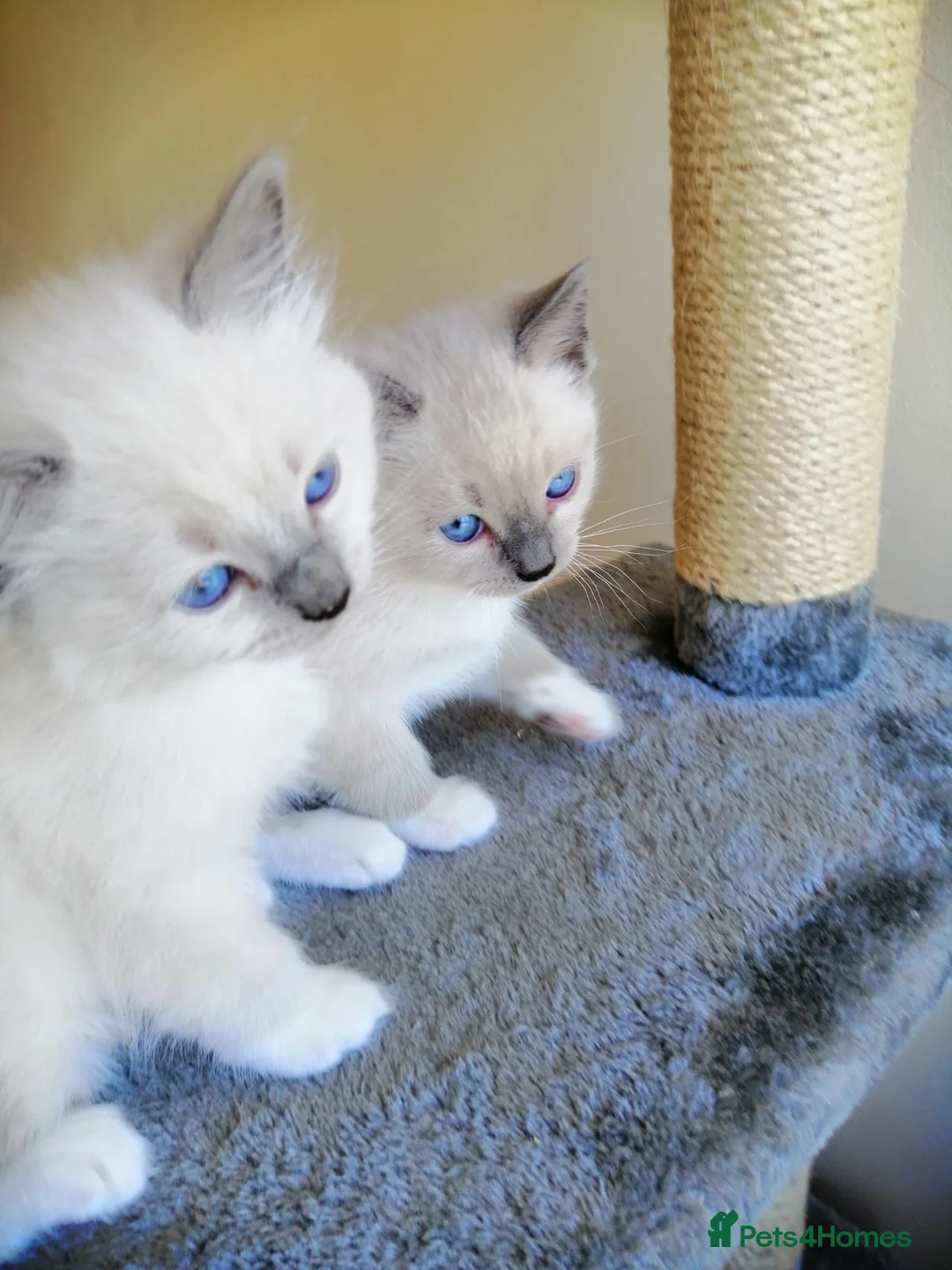 Ragdoll cats for sale: Ragdoll kittens  - Advert 2