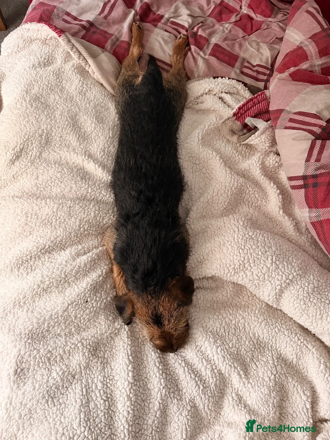 Border Terrier dogs for stud: KC Reg, SLEM clear first time stud in Ripon - Advert 9