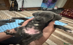 Cane Corso dogs for sale: Pure Pedigree Cane Corso Puppies - Image 20