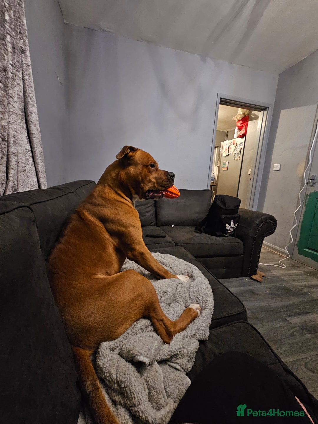 Mixed Breed dogs for sale: Male Staffy  ** tiff x Ridgeback 1 year old - Advert 2