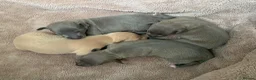Italian Greyhound dogs for sale: KC Italian greyhound puppies European lineage - Advert 14